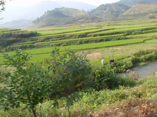 Terraced rice paddies.